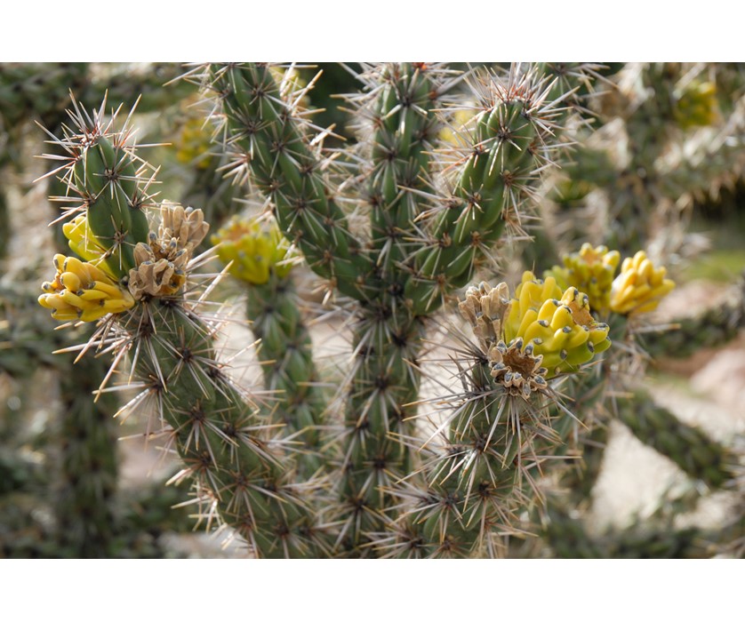 Cholla